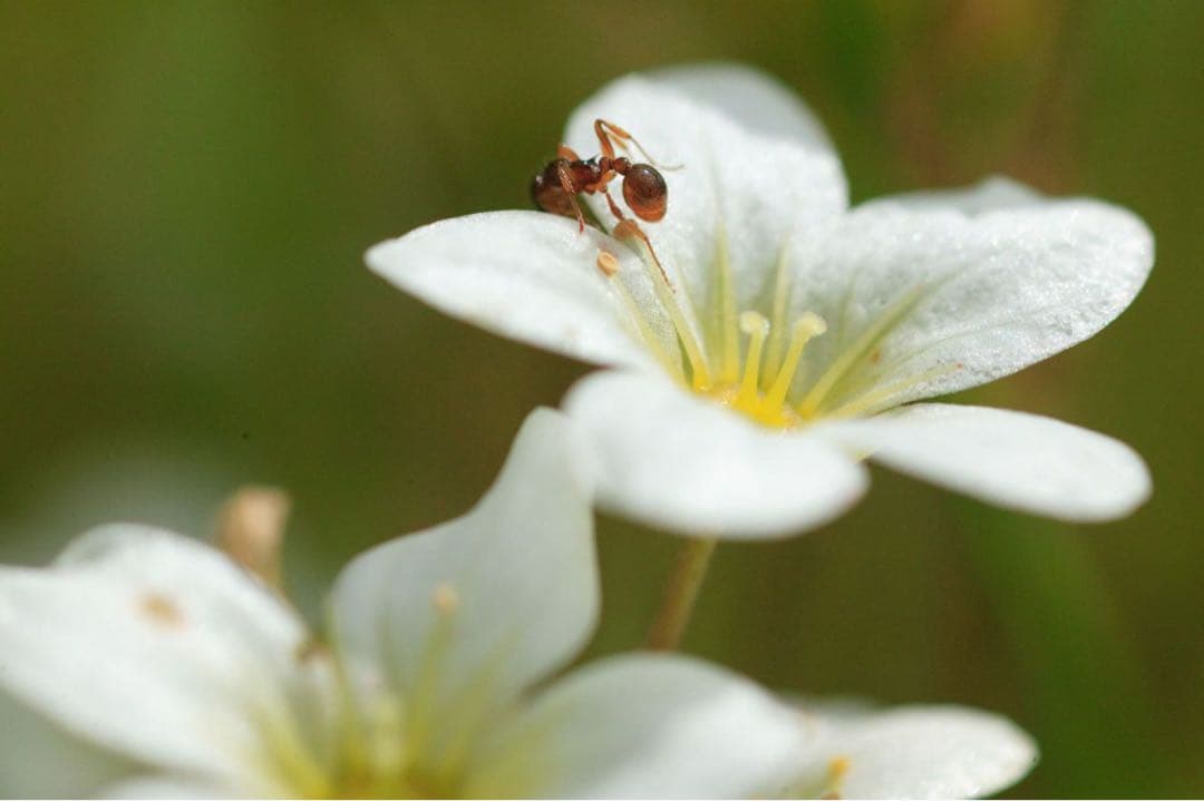 極上品Sigma 17-70mm F2.8-4 DC Macro ニコンマウント