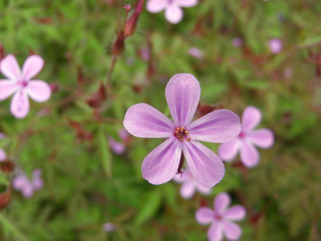 遊べる！【動作確認済み】RICOH R8 コンパクトデジタルカメラ
