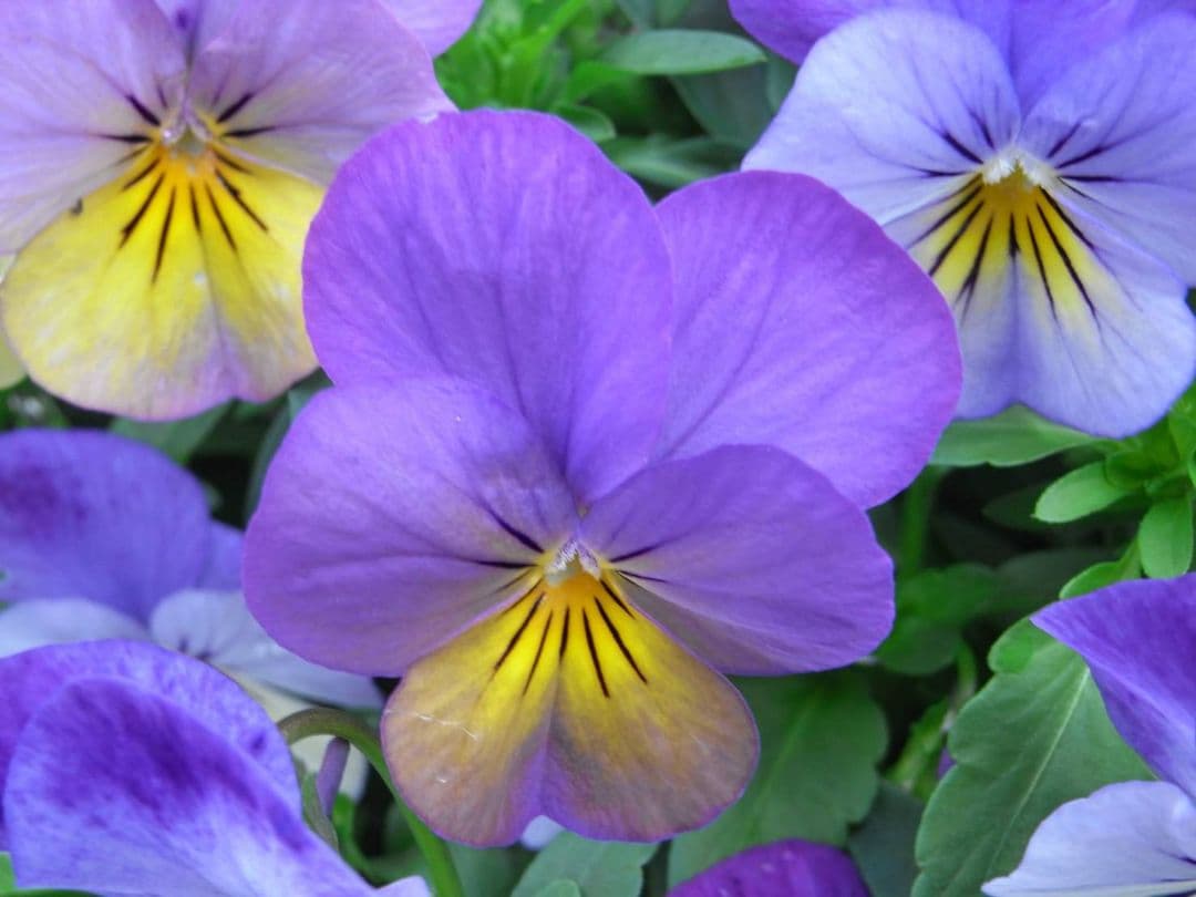 遊べる！【動作確認済み】RICOH R8 コンパクトデジタルカメラ