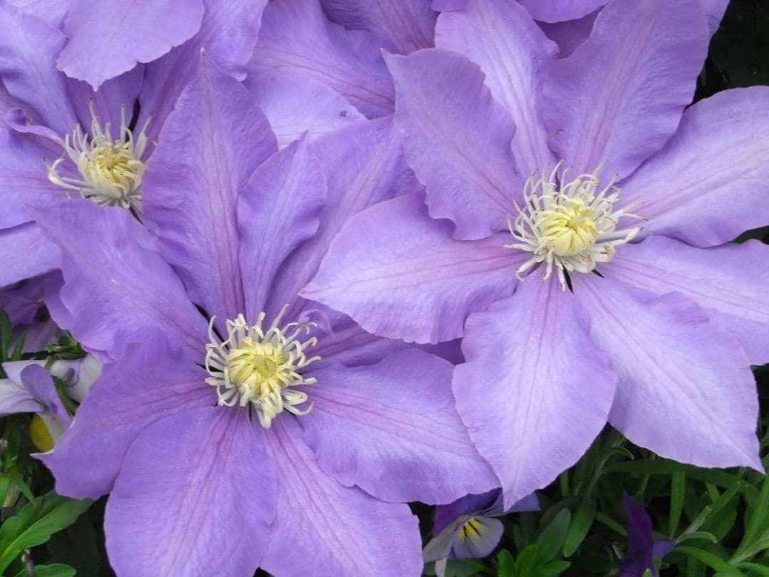 遊べる！【動作確認済み】RICOH R8 コンパクトデジタルカメラ