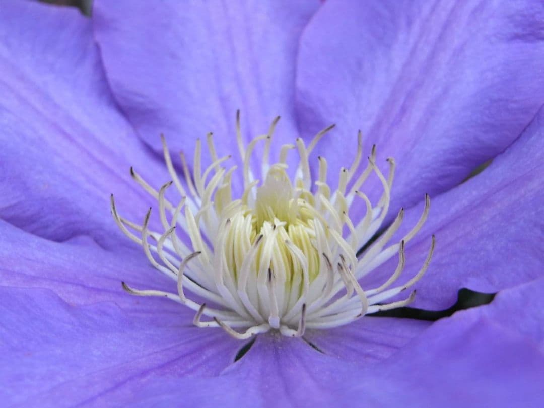 遊べる！【動作確認済み】RICOH R8 コンパクトデジタルカメラ