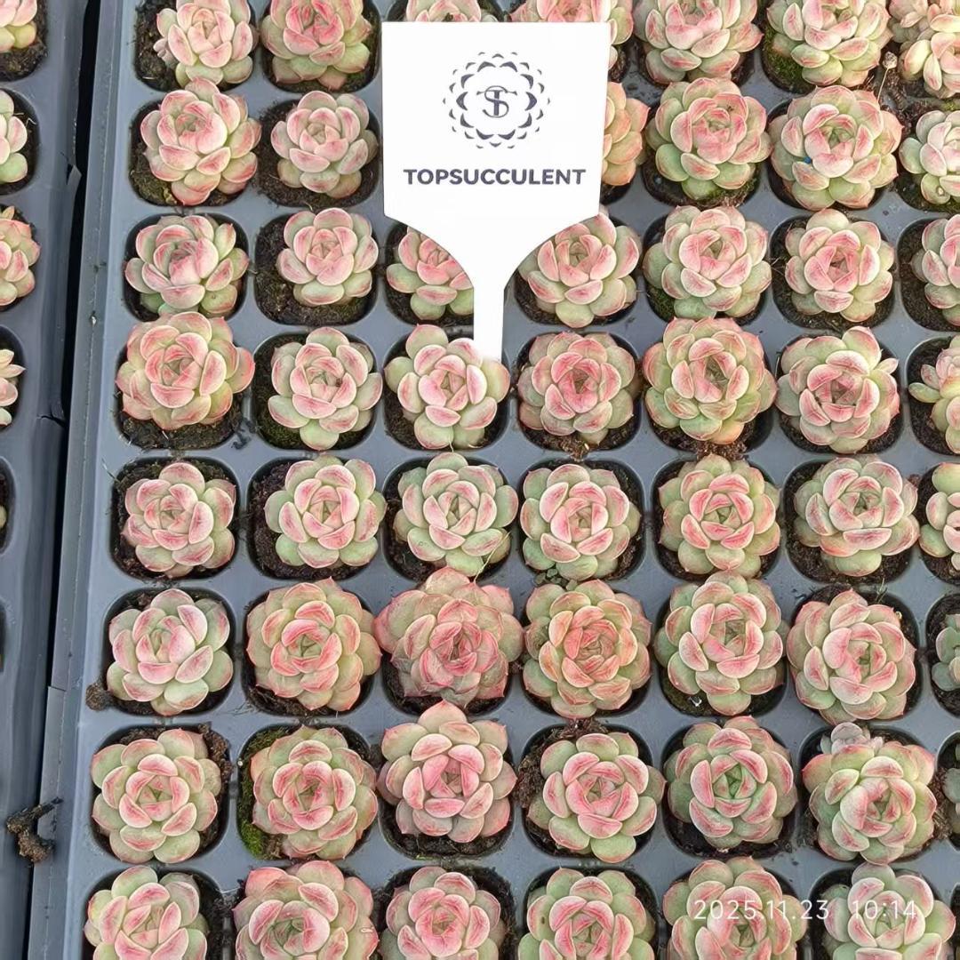 Top【選抜株】22410アイスグレープ ジェニー 128個　プラグトレー苗