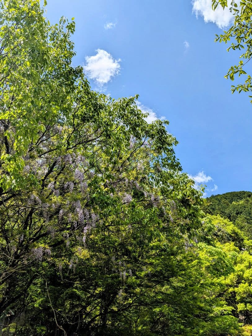 ゆきめい様　6.3 オニオオハシ　レジンヘアゴム　アジサイ