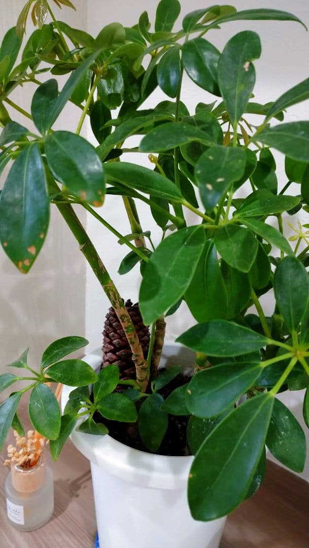 こちらは確認用です(^O^)