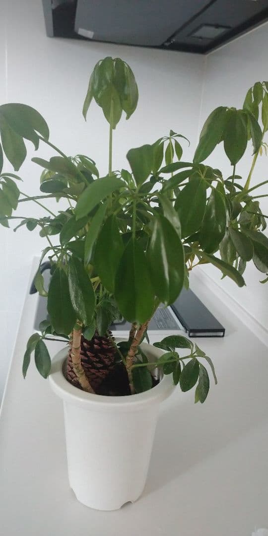 こちらは確認用です(^O^)