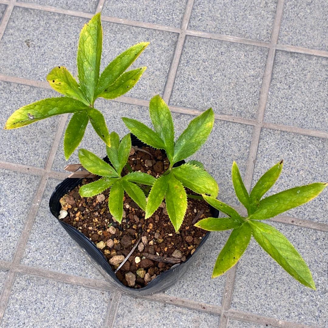 ま*️様 ❤️開花株❤️根っこ充実元気株❤️沢山新芽❤️99⭐️チビチビ超コンパ