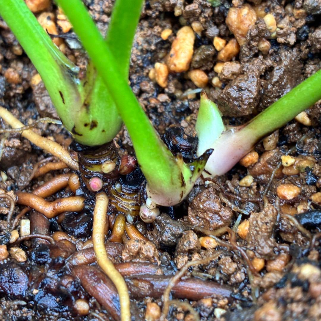 ま*️様 ❤️開花株❤️根っこ充実元気株❤️沢山新芽❤️99⭐️チビチビ超コンパ