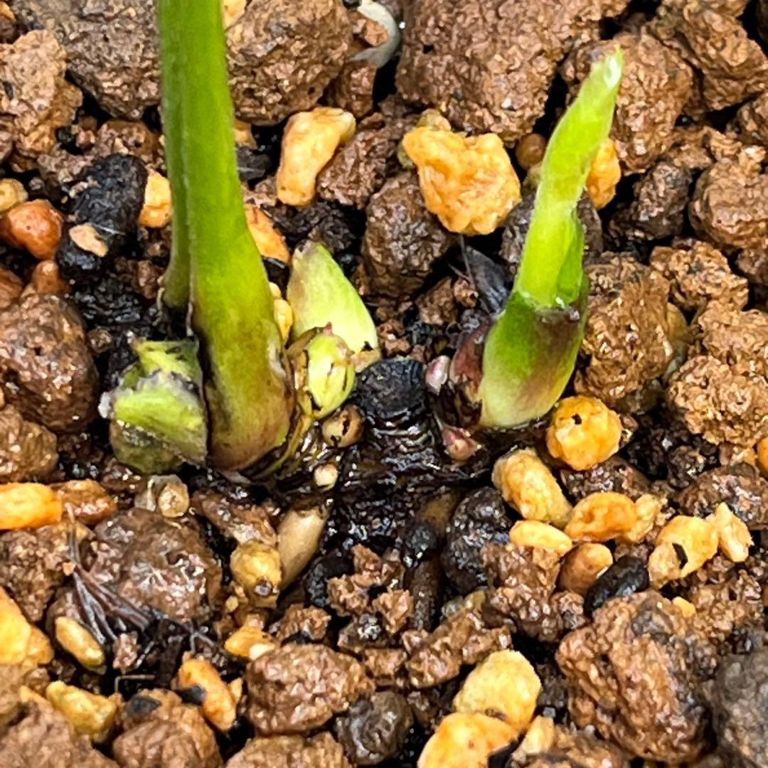 ま*️様 ❤️開花株❤️根っこ充実元気株❤️沢山新芽❤️99⭐️チビチビ超コンパ