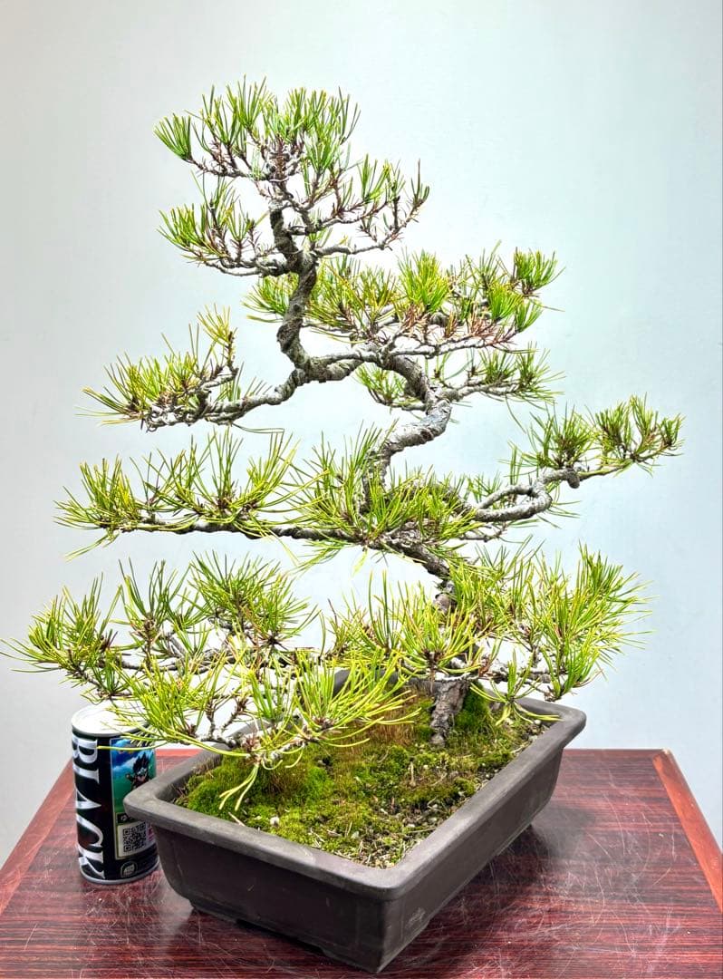 多*ン様 【サービスオークション】赤松盆栽☆　　　　 面白い木です‼️