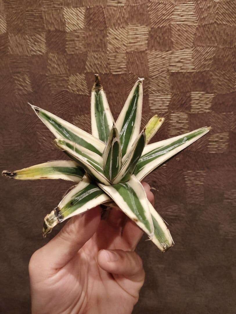 高級品種 アガベ 氷山