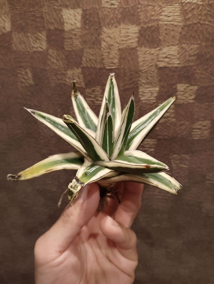 高級品種 アガベ 氷山