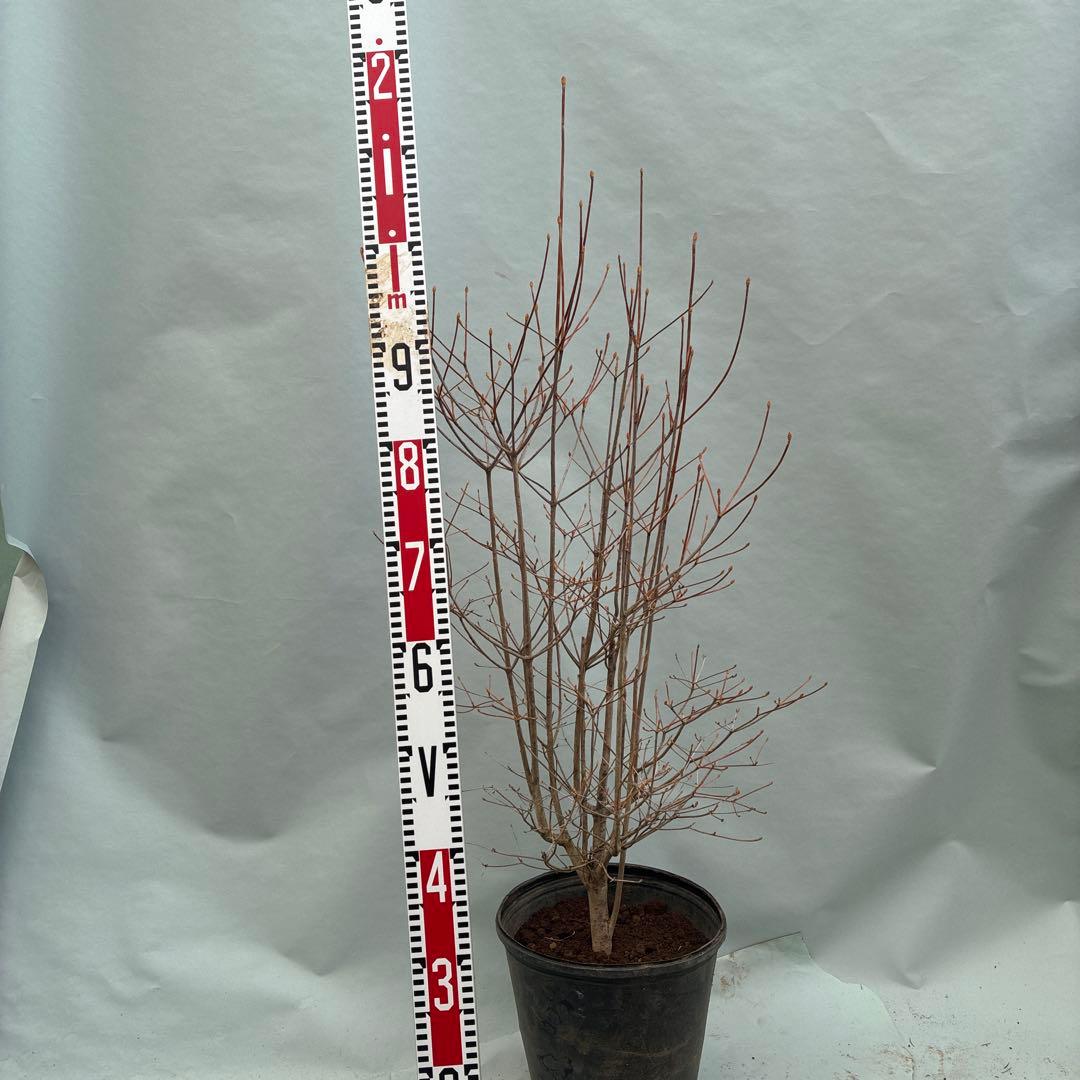 ドウダンツツジ　ポット入り