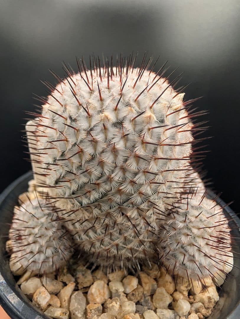 ペレスデラロサエ アンダーソニアナ 実生