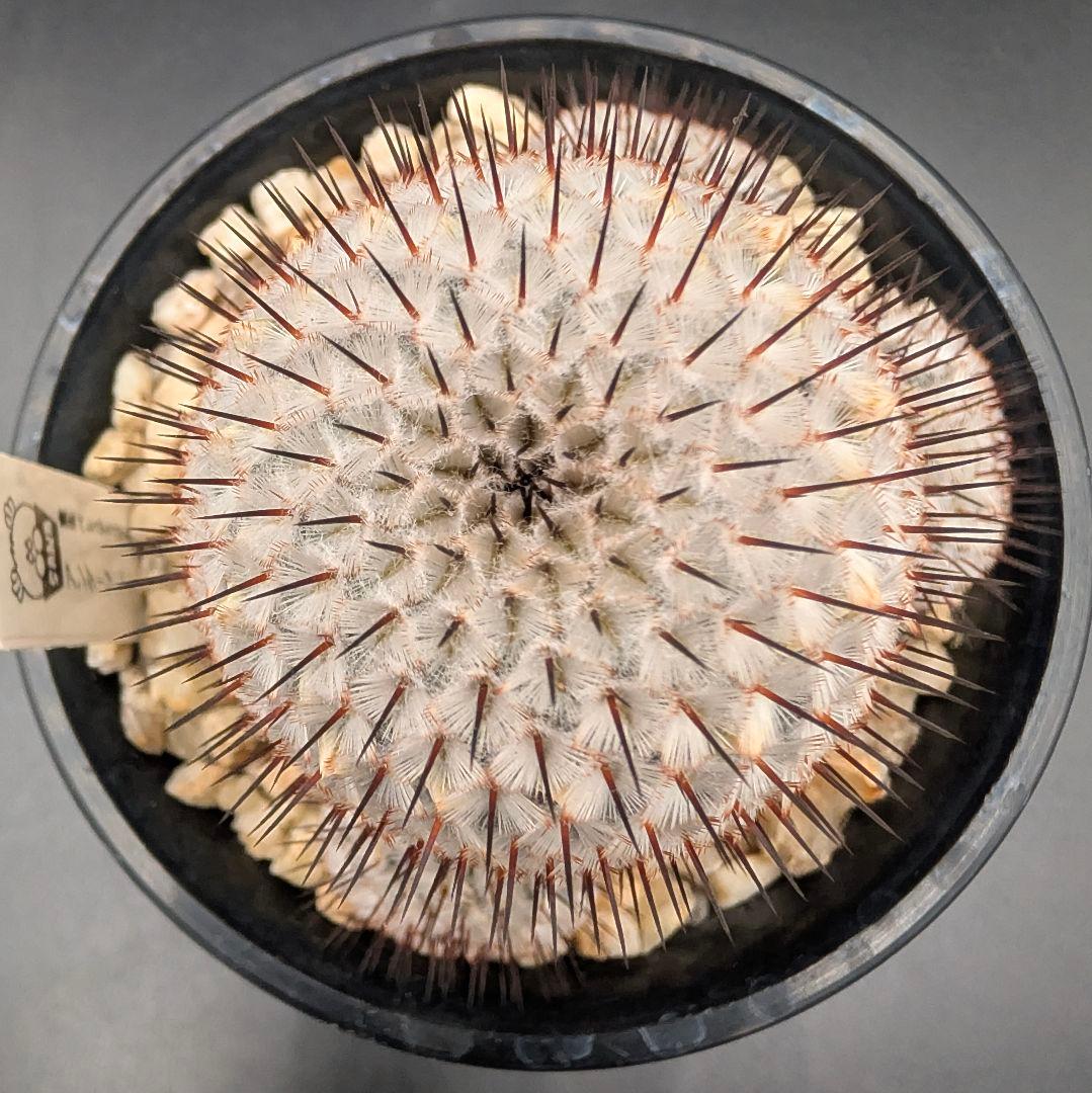 ペレスデラロサエ アンダーソニアナ 実生