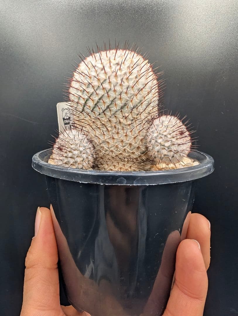 ペレスデラロサエ アンダーソニアナ 実生