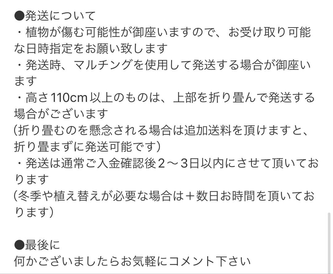 ［現品］20番　フィカス　エラスティカ　ソフィア　7号　観葉植物　室内　珍しい