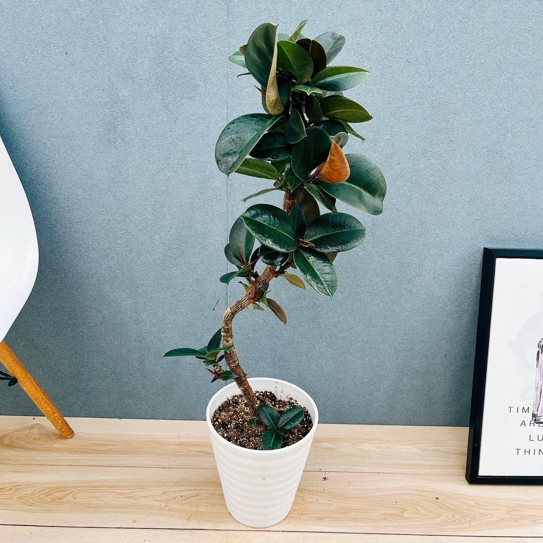 ［現品］20番　フィカス　エラスティカ　ソフィア　7号　観葉植物　室内　珍しい