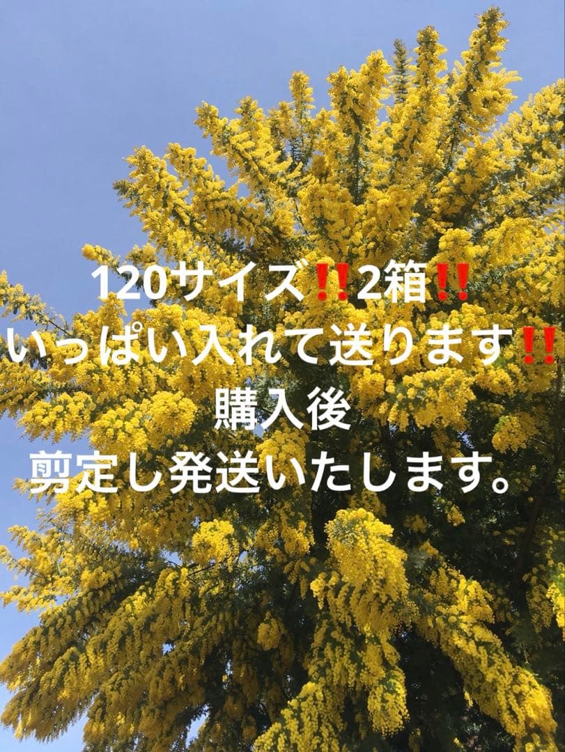 120サイズ 2箱 ロング ミモザ ‼️まとめ売り