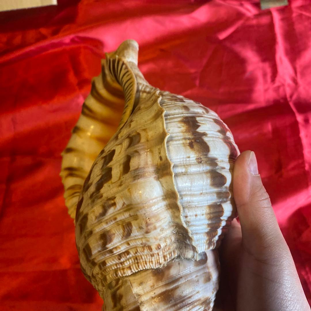 法螺貝　材料　約35cm 素材　魔除け