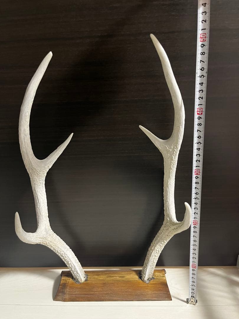 鹿の角 オブジェ 左右対 台座付き ニホンジカ インテリア ディスプレイ