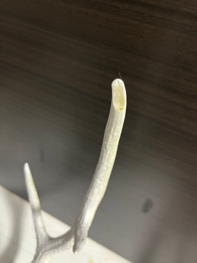 鹿の角 オブジェ 左右対 台座付き ニホンジカ インテリア ディスプレイ