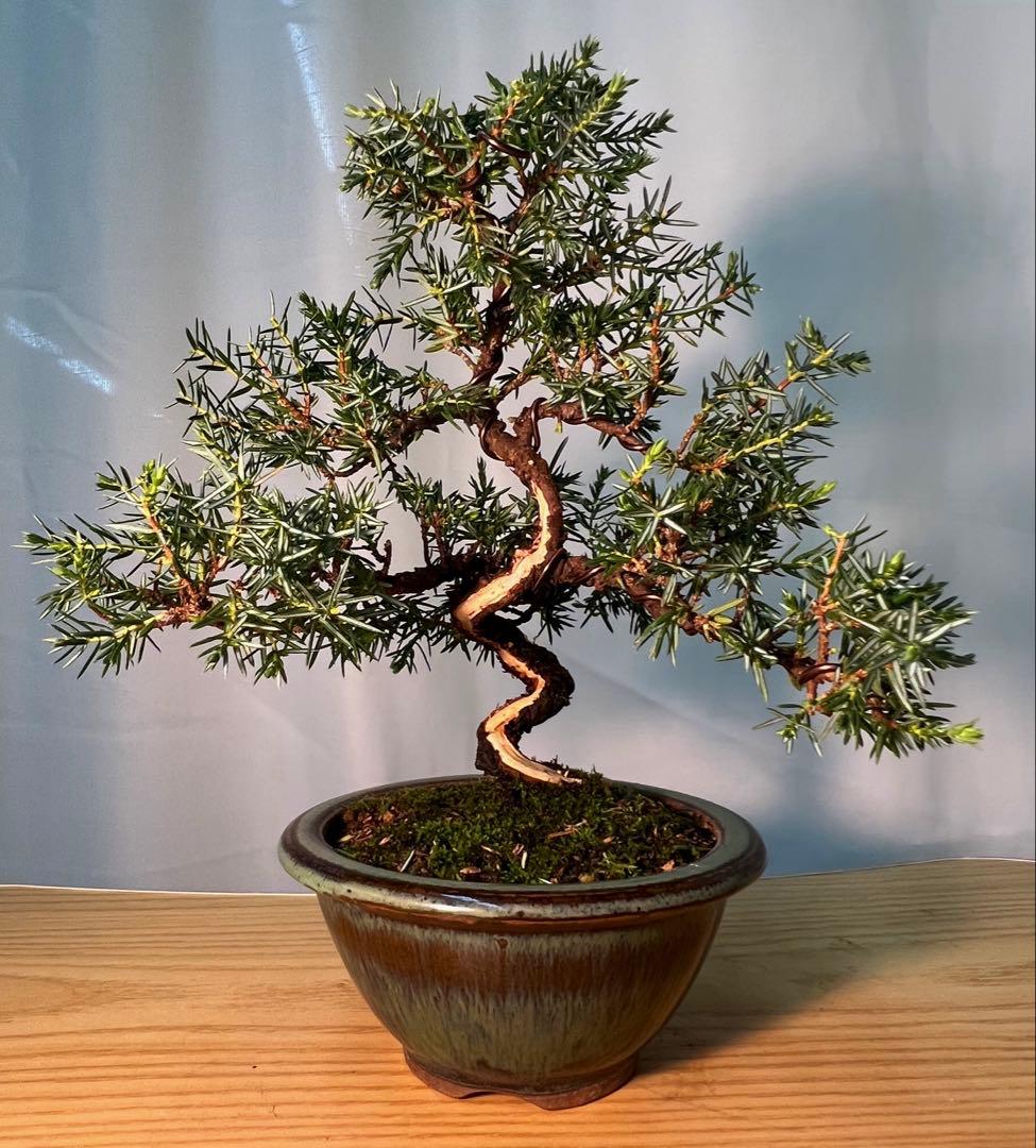 杜松　コケ順よくかわいいです