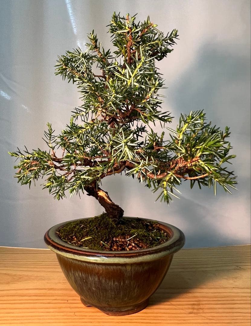 杜松　コケ順よくかわいいです