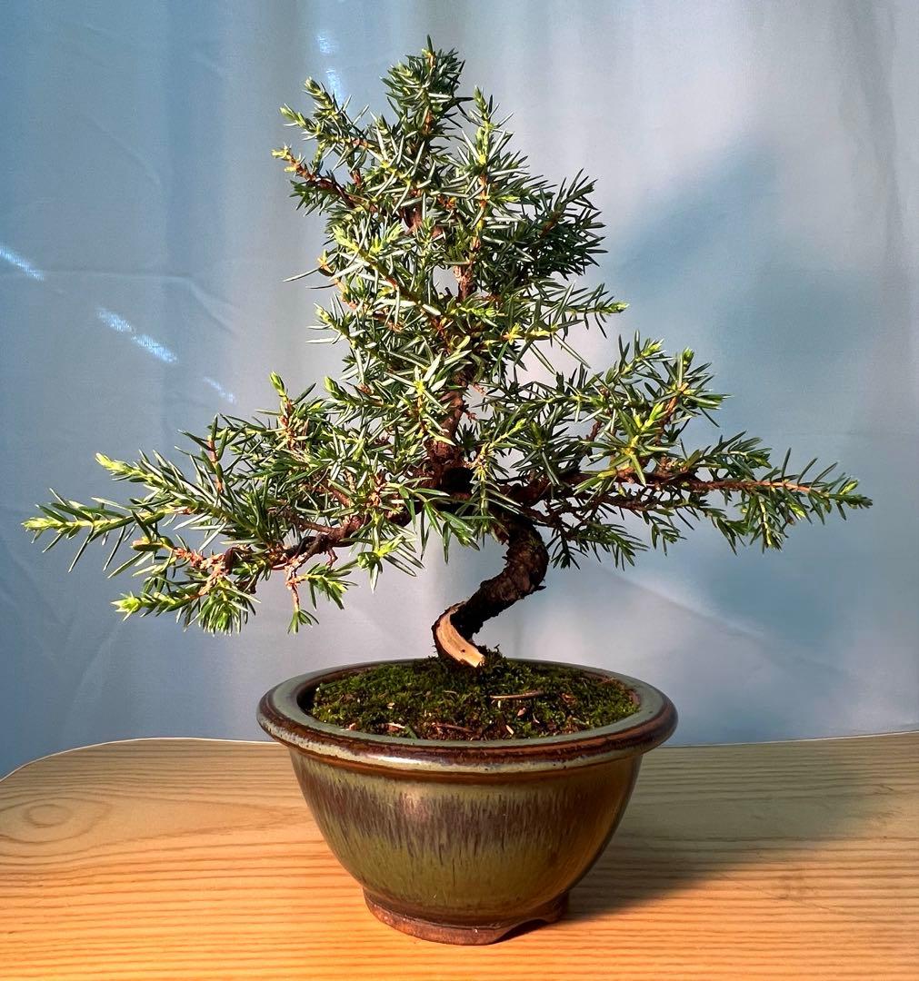 杜松　コケ順よくかわいいです