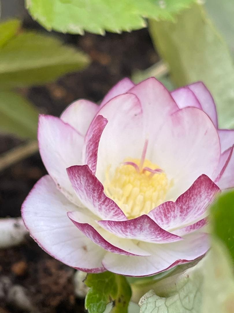 b*o様 クリスマスローズ苗⭐️142 ダブル咲き　ssやまくさ絞り×やまくさ絞