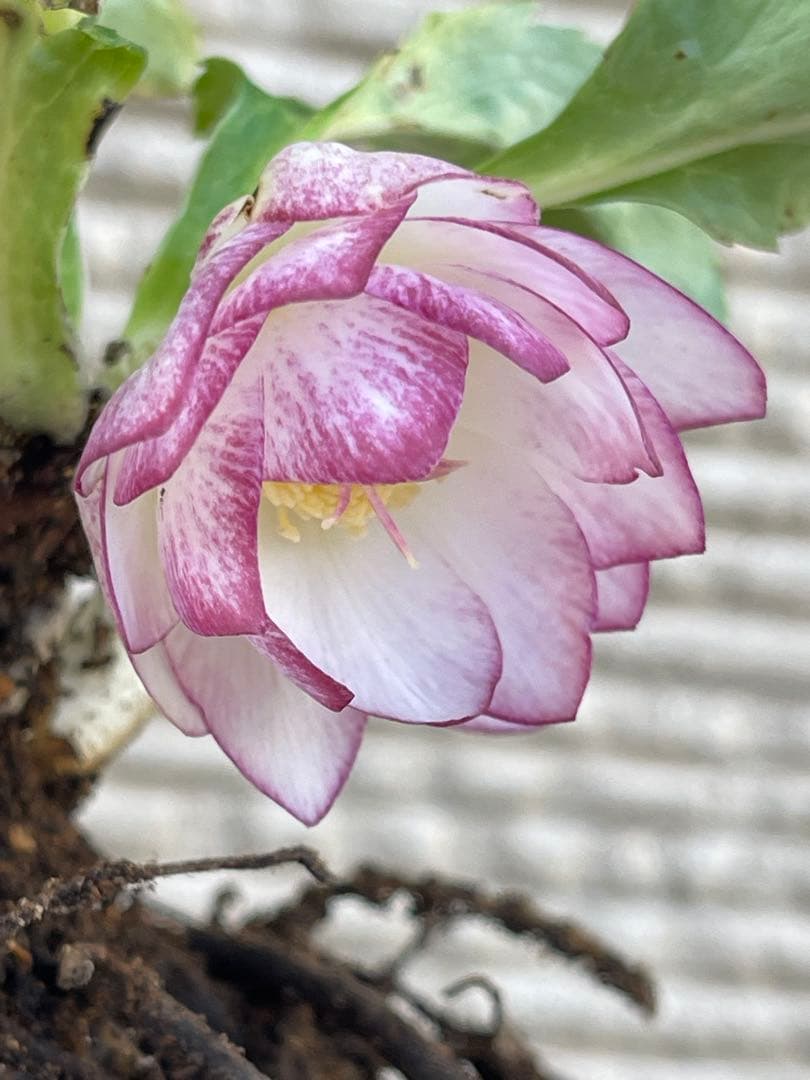 b*o様 クリスマスローズ苗⭐️142 ダブル咲き　ssやまくさ絞り×やまくさ絞