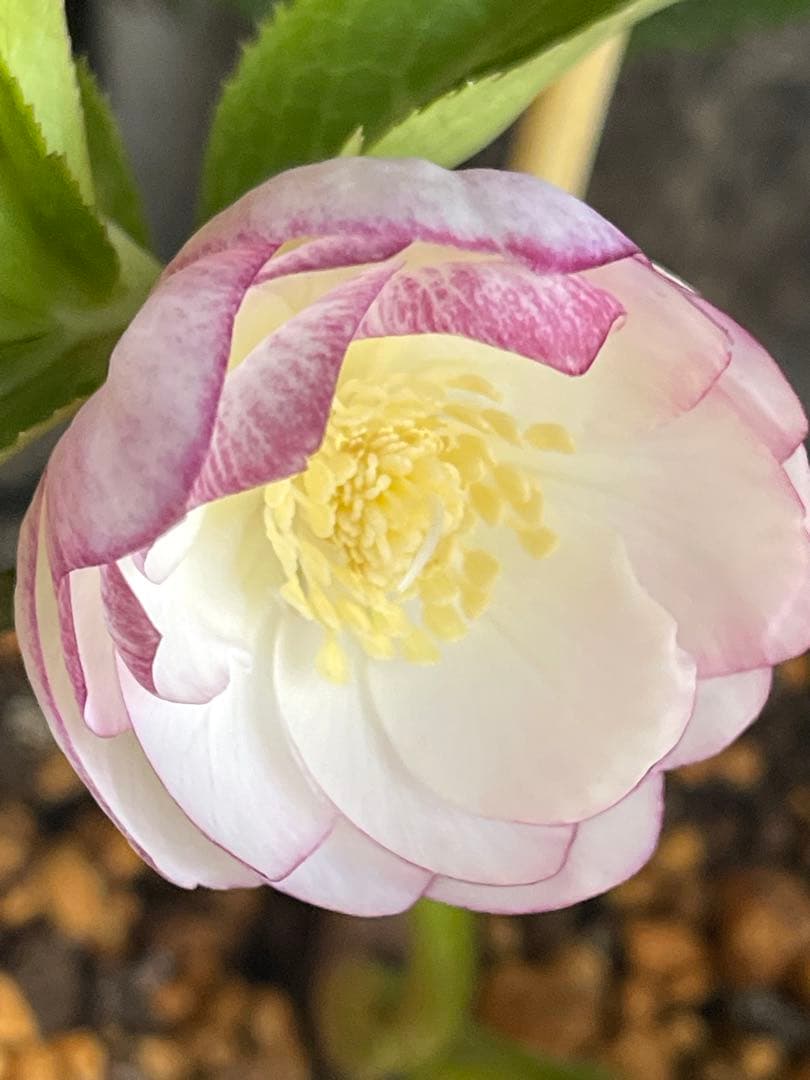 b*o様 クリスマスローズ苗⭐️142 ダブル咲き　ssやまくさ絞り×やまくさ絞