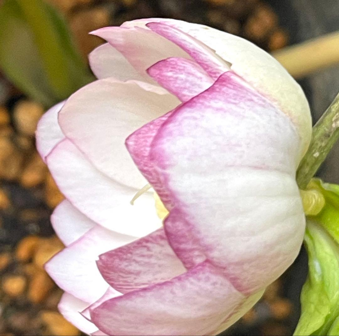 b*o様 クリスマスローズ苗⭐️142 ダブル咲き　ssやまくさ絞り×やまくさ絞