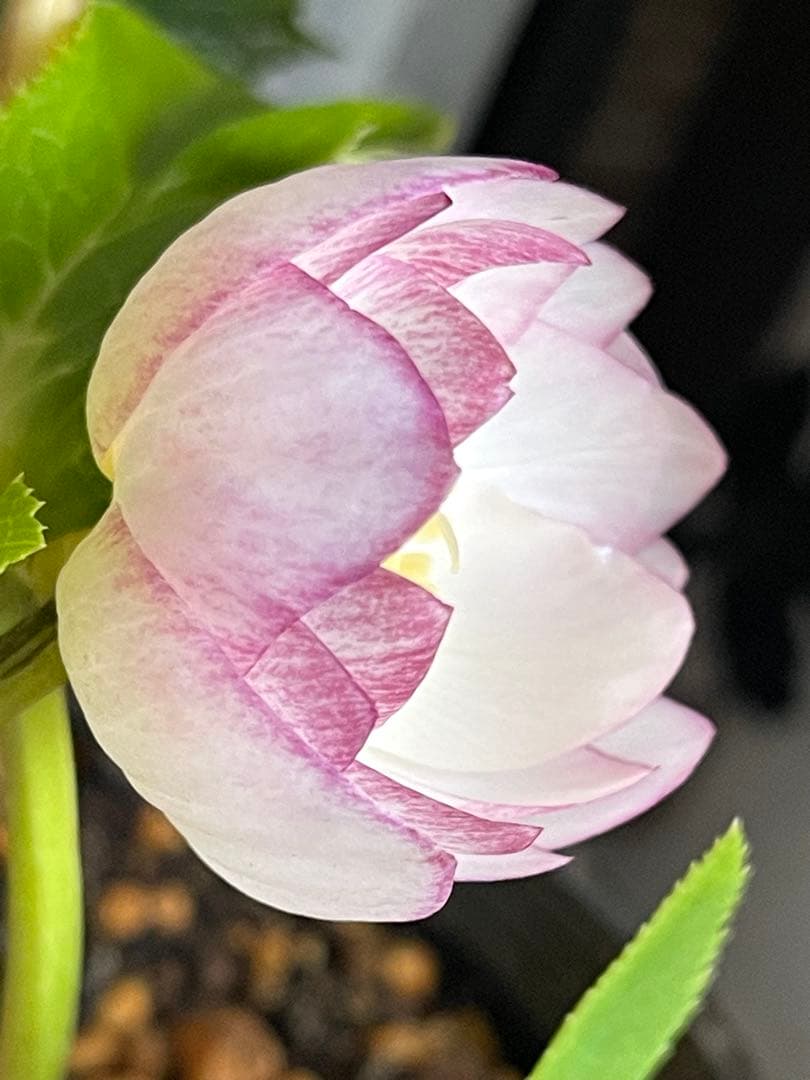 b*o様 クリスマスローズ苗⭐️142 ダブル咲き　ssやまくさ絞り×やまくさ絞