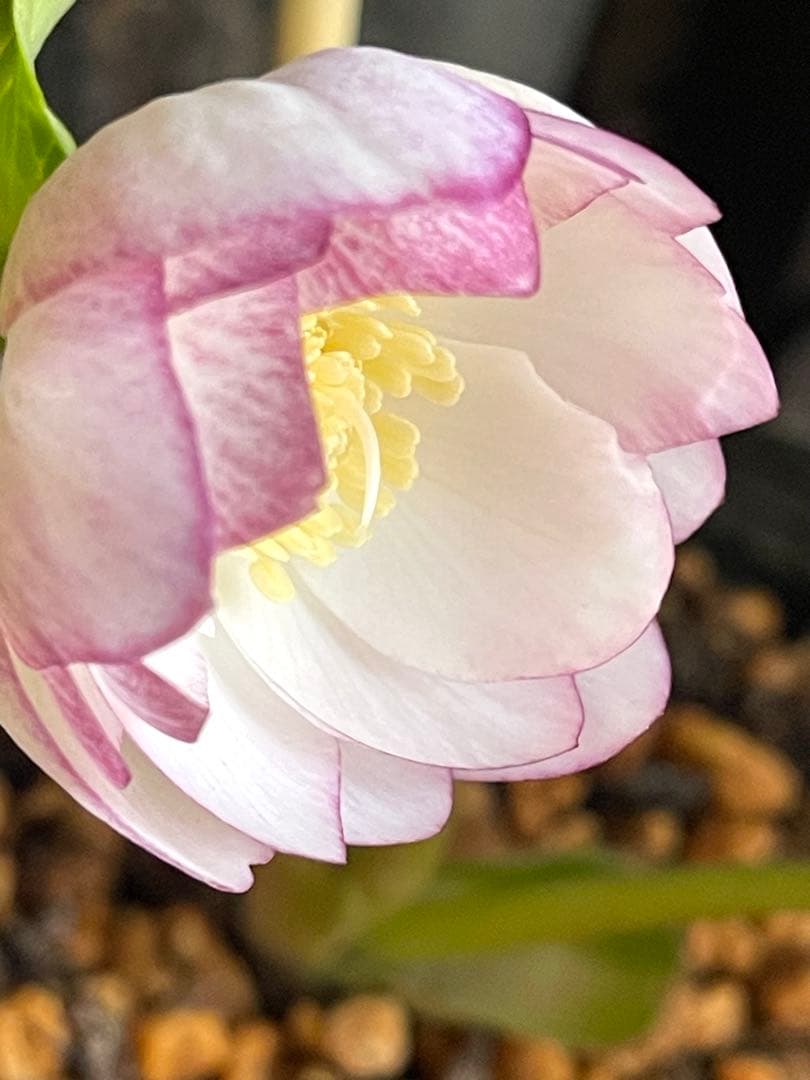 b*o様 クリスマスローズ苗⭐️142 ダブル咲き　ssやまくさ絞り×やまくさ絞