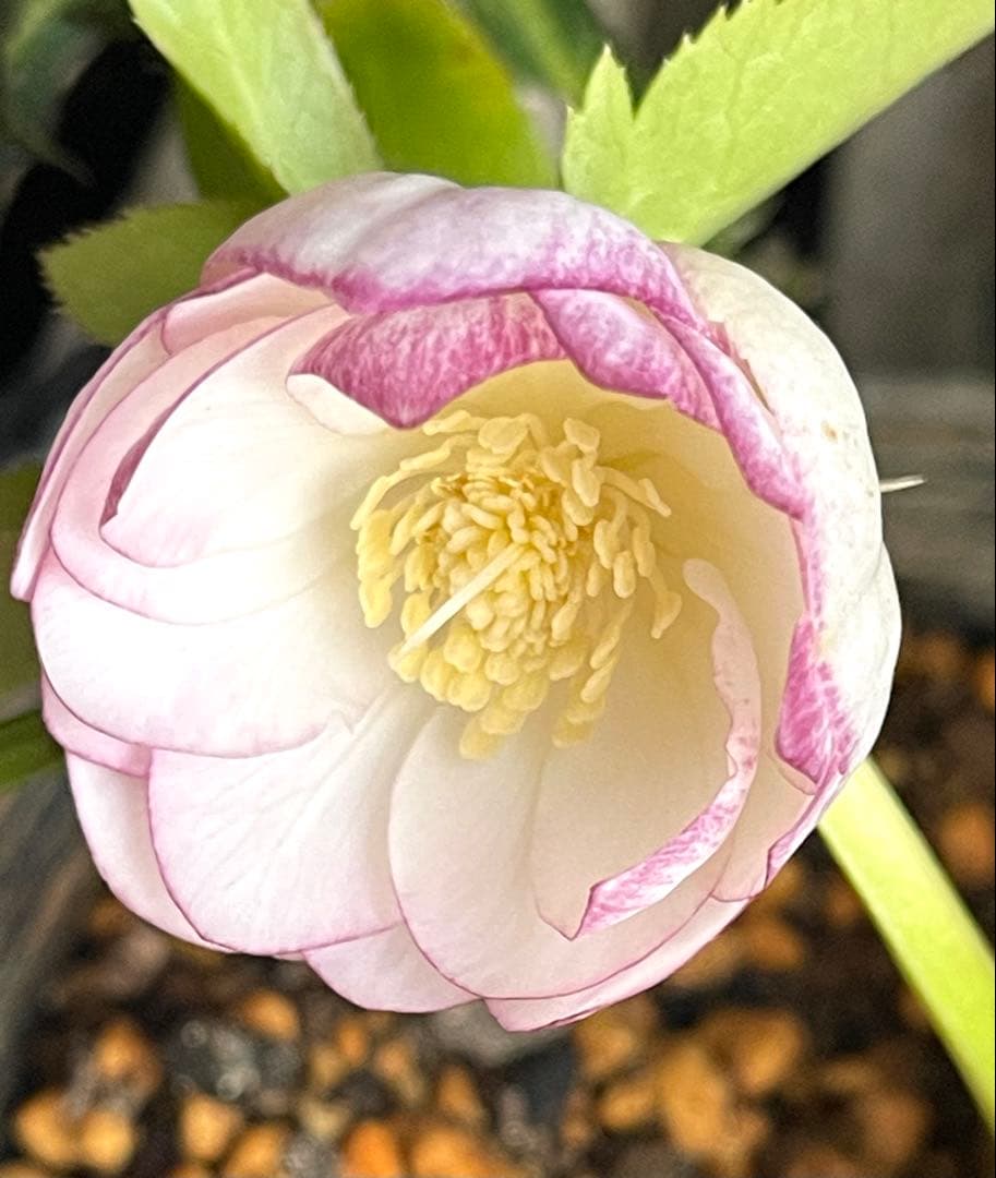 b*o様 クリスマスローズ苗⭐️142 ダブル咲き　ssやまくさ絞り×やまくさ絞