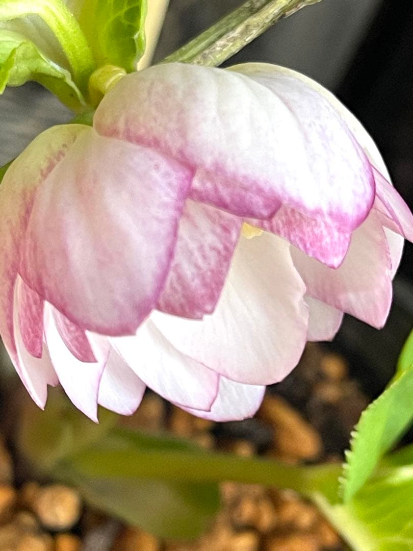 b*o様 クリスマスローズ苗⭐️142 ダブル咲き　ssやまくさ絞り×やまくさ絞