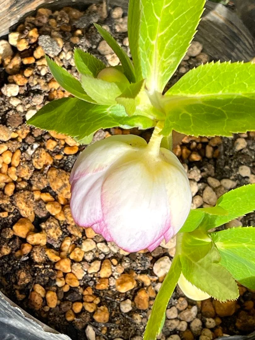 b*o様 クリスマスローズ苗⭐️142 ダブル咲き　ssやまくさ絞り×やまくさ絞