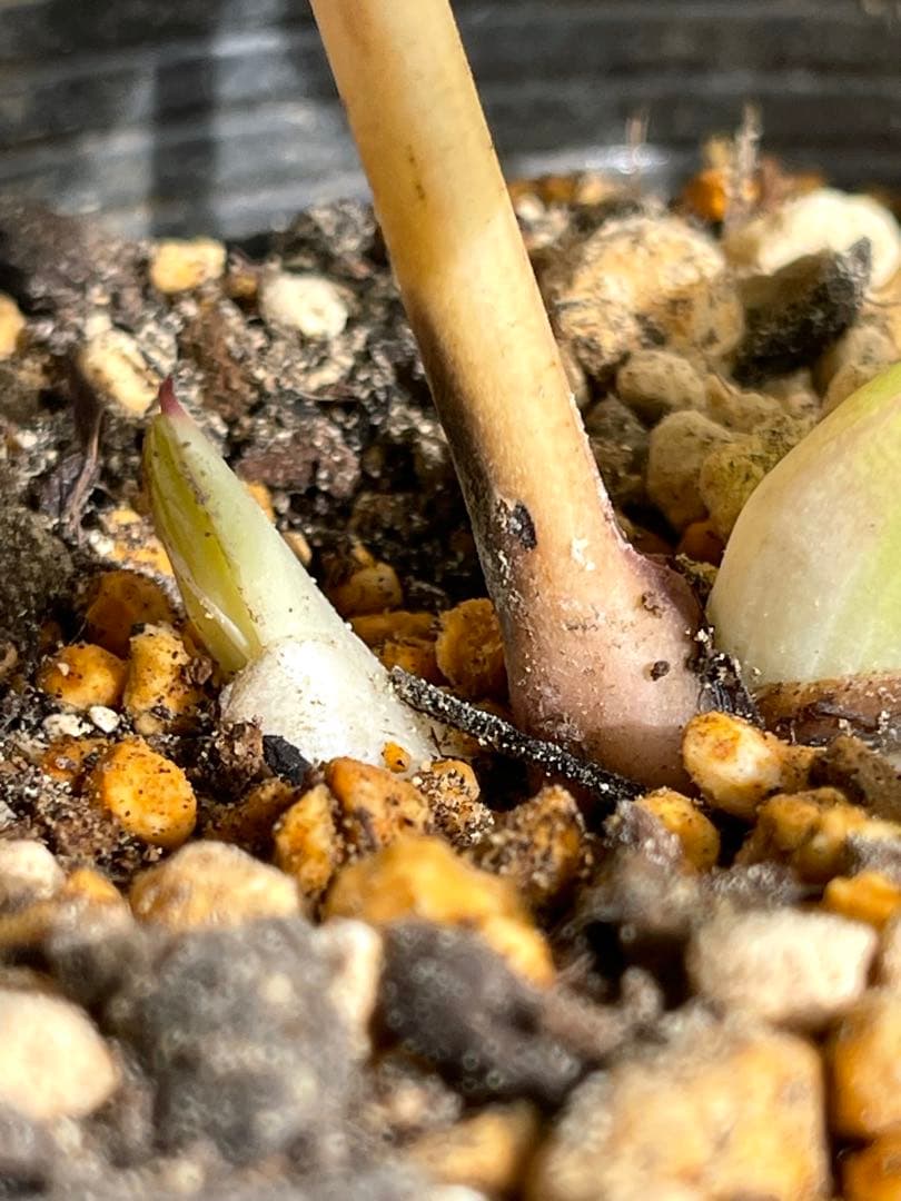 b*o様 クリスマスローズ苗⭐️142 ダブル咲き　ssやまくさ絞り×やまくさ絞