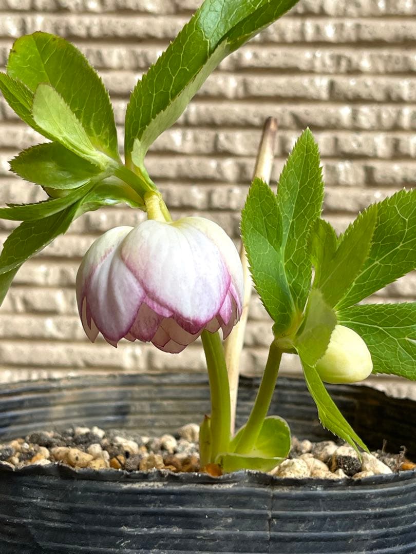 b*o様 クリスマスローズ苗⭐️142 ダブル咲き　ssやまくさ絞り×やまくさ絞