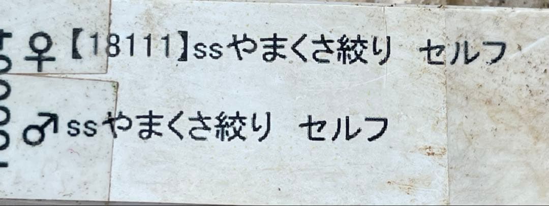 b*o様 クリスマスローズ苗⭐️142 ダブル咲き　ssやまくさ絞り×やまくさ絞
