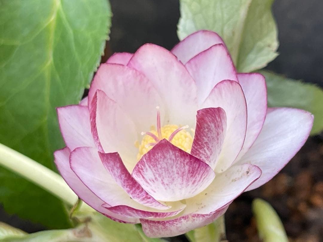 b*o様 クリスマスローズ苗⭐️142 ダブル咲き　ssやまくさ絞り×やまくさ絞