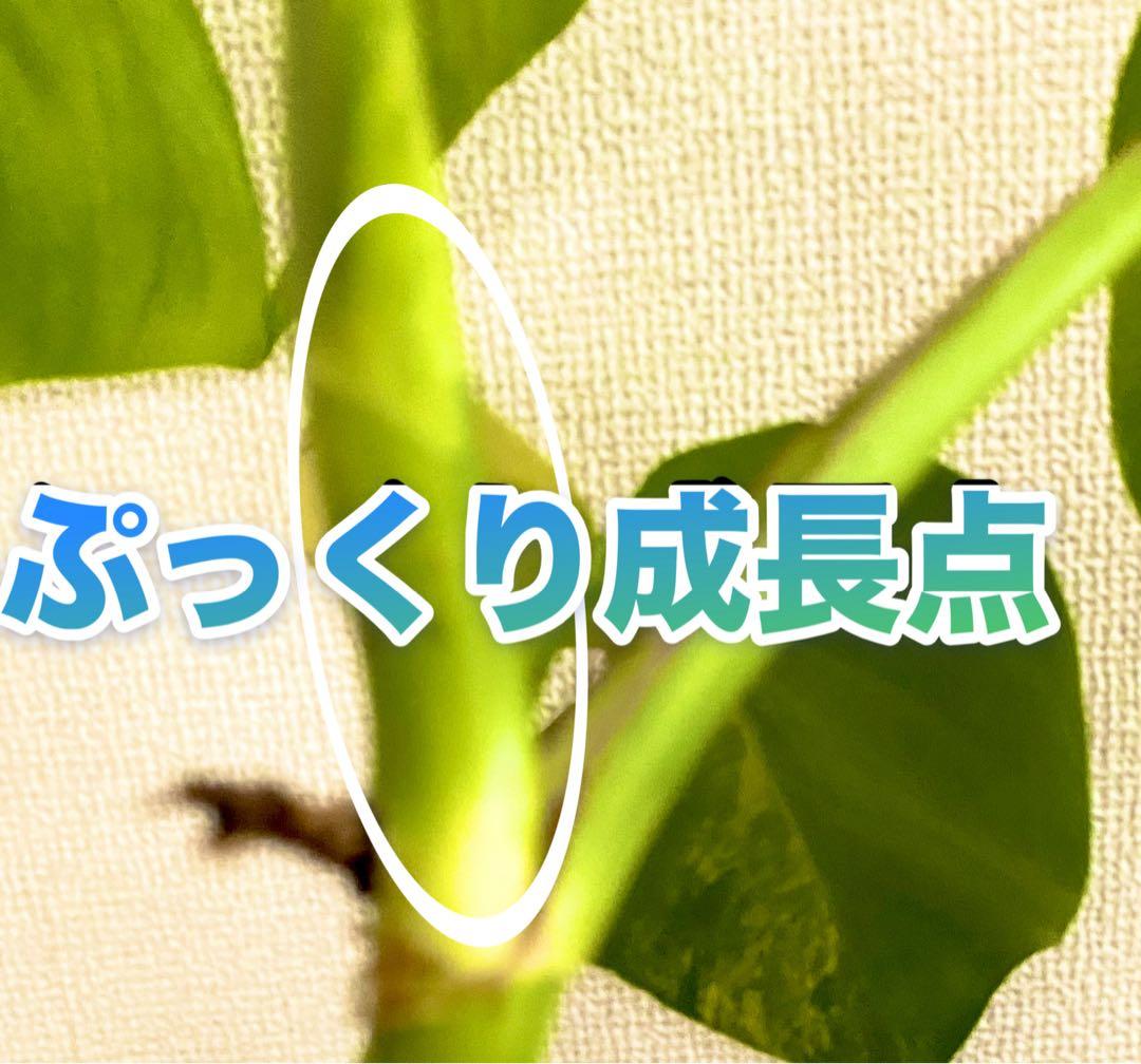 3葉／発根済／脇芽・新芽／セブブルーミント／イエローマリリン モンステラ 班入②