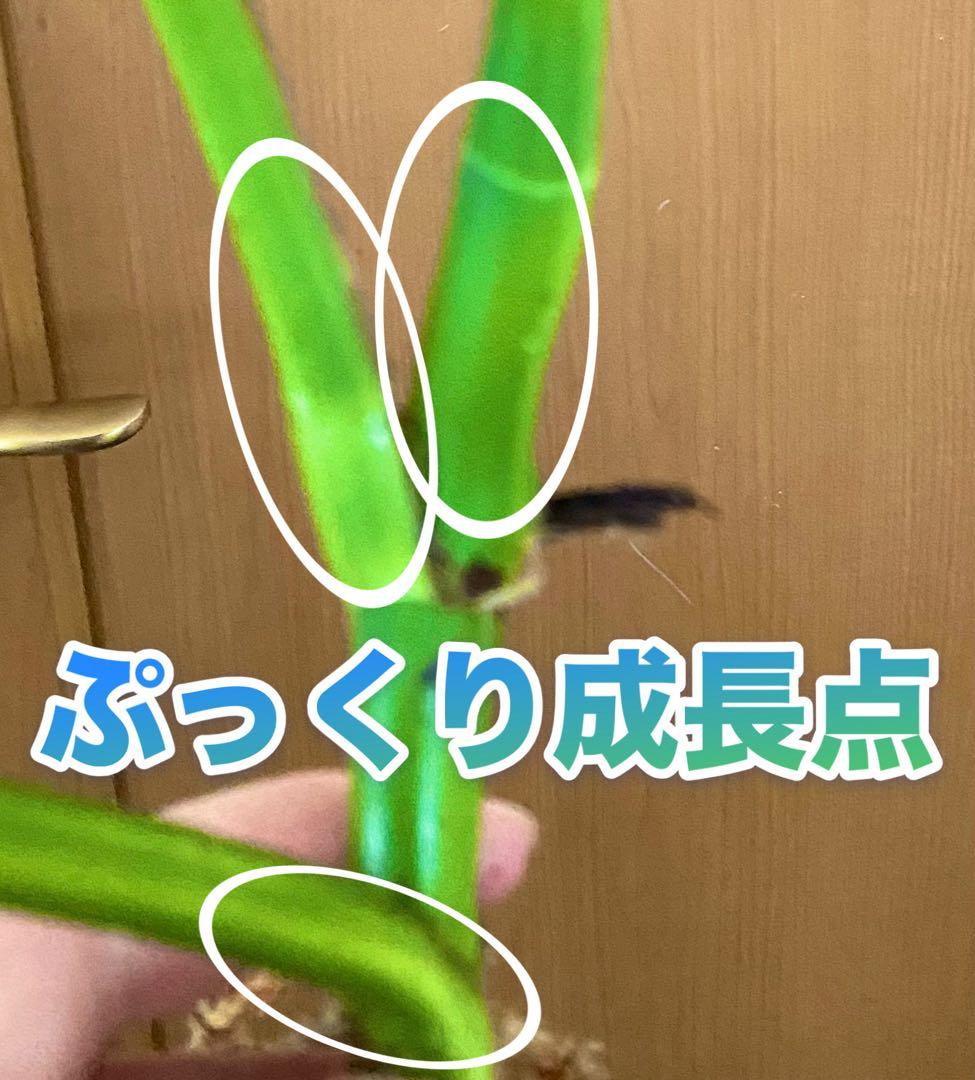 3葉／発根済／脇芽・新芽／セブブルーミント／イエローマリリン モンステラ 班入②