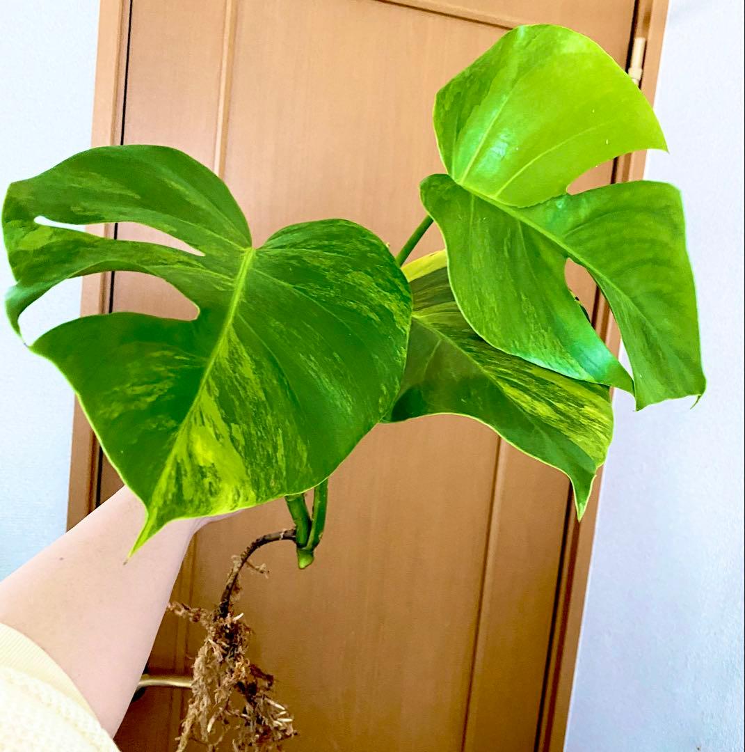 3葉／発根済／脇芽・新芽／セブブルーミント／イエローマリリン モンステラ 班入②