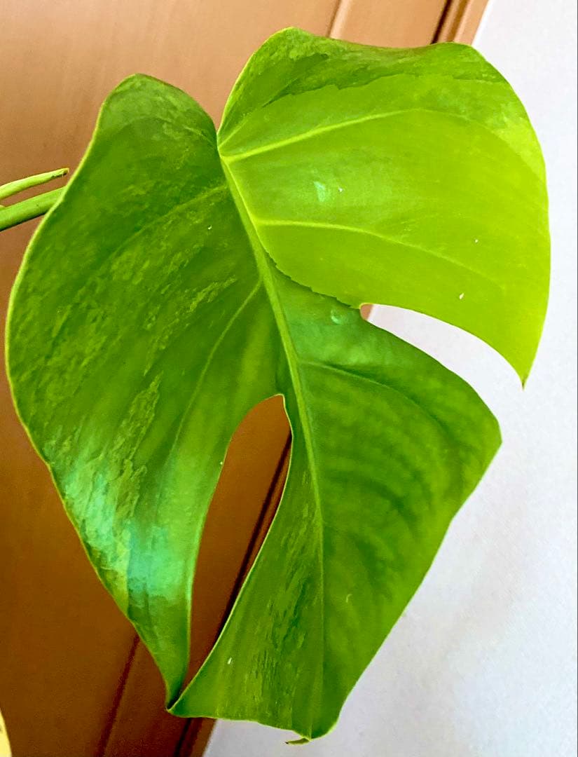 3葉／発根済／脇芽・新芽／セブブルーミント／イエローマリリン モンステラ 班入②