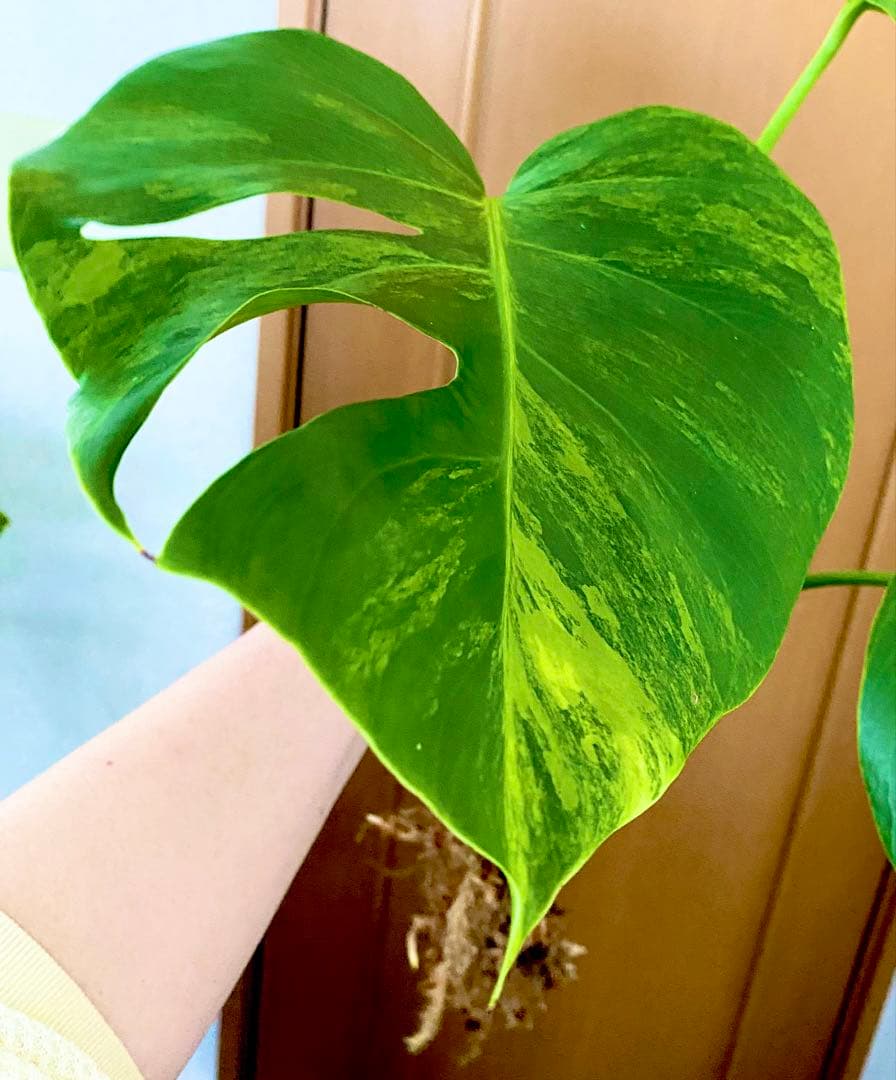 3葉／発根済／脇芽・新芽／セブブルーミント／イエローマリリン モンステラ 班入②