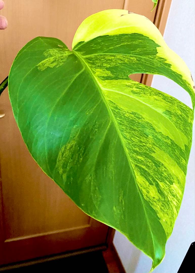 3葉／発根済／脇芽・新芽／セブブルーミント／イエローマリリン モンステラ 班入②