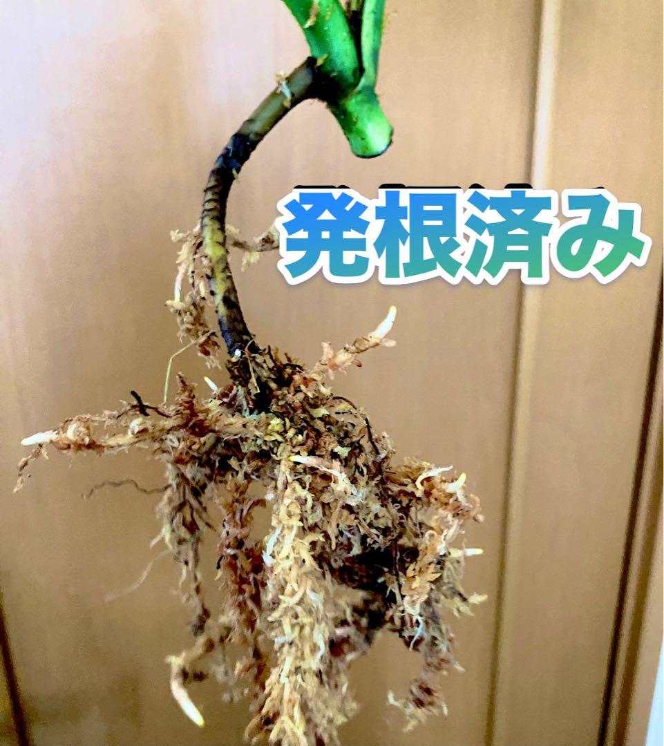 3葉／発根済／脇芽・新芽／セブブルーミント／イエローマリリン モンステラ 班入②