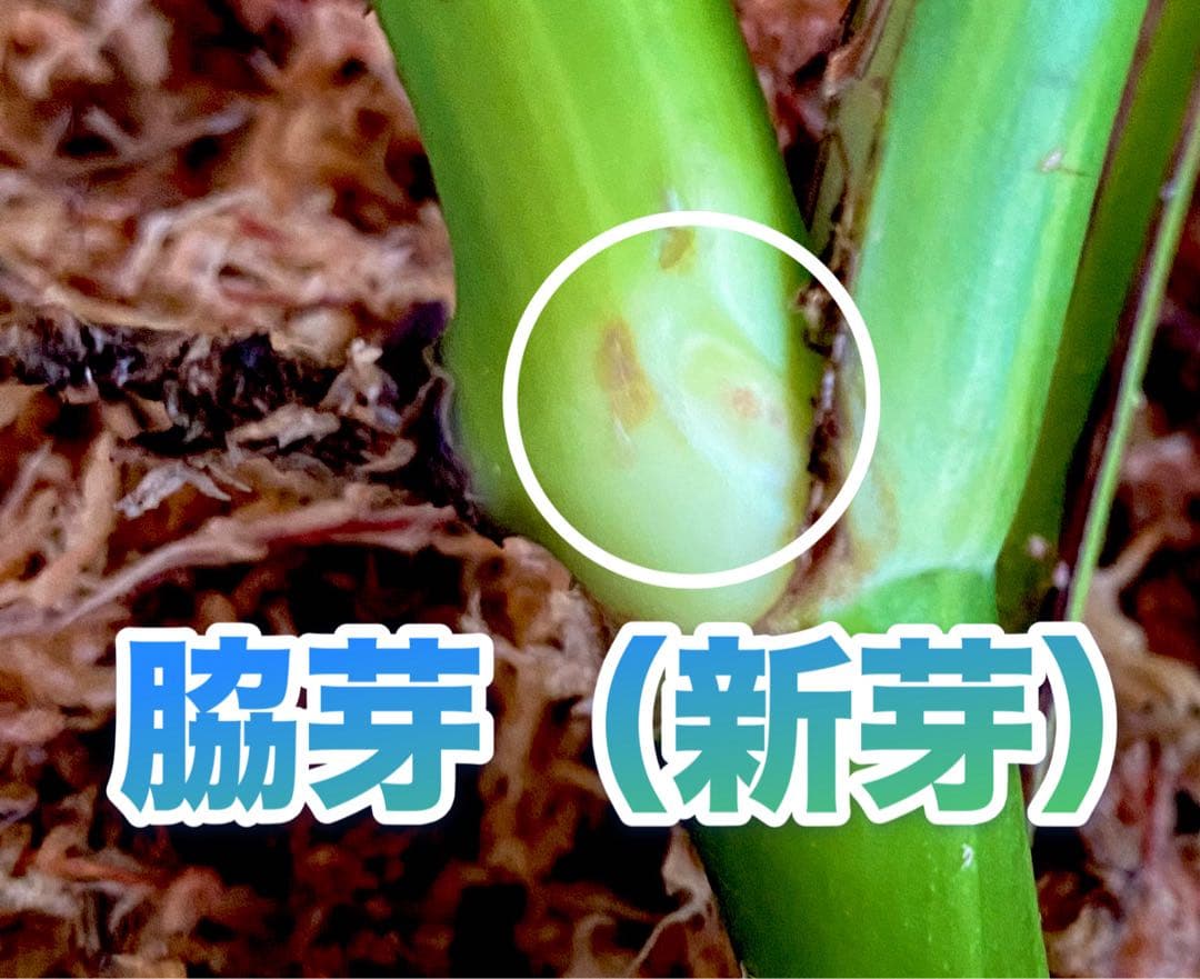 3葉／発根済／脇芽・新芽／セブブルーミント／イエローマリリン モンステラ 班入②