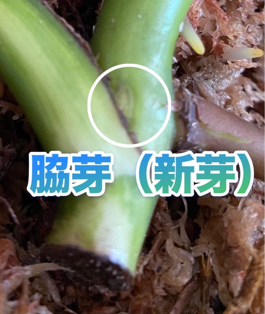 3葉／発根済／脇芽・新芽／セブブルーミント／イエローマリリン モンステラ 班入②